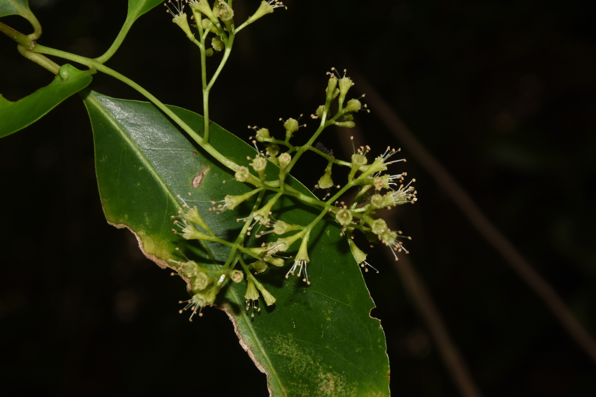 Guapira fragrans (Dum.Cours.) Little - Photo Bivouac Naturaliste